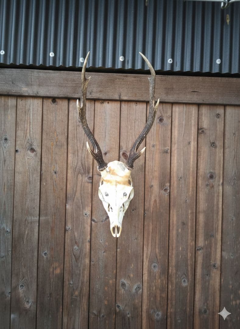 鹿の角　頭骨　ハンティングトロフィー　ニホンジカ　天然キャラメル色　マーブル模様