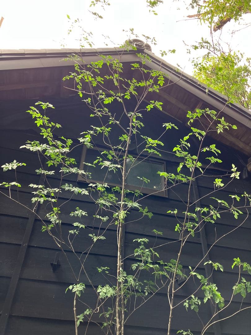 54 山採り　アオダモ