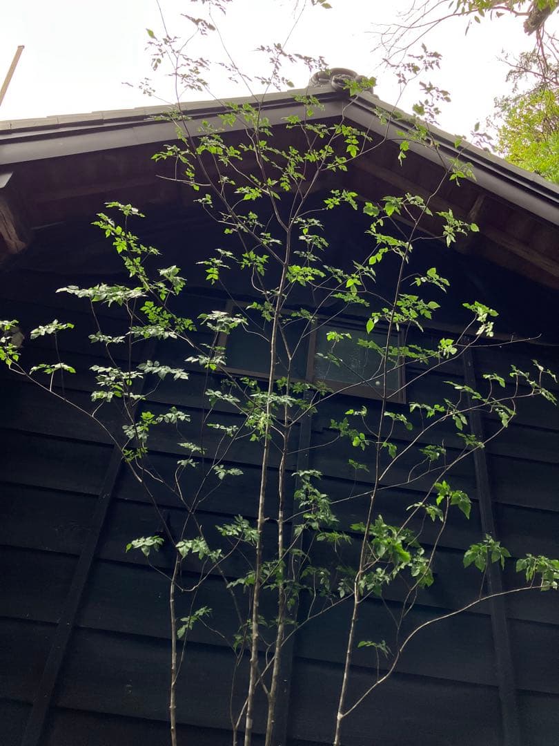 54 山採り　アオダモ