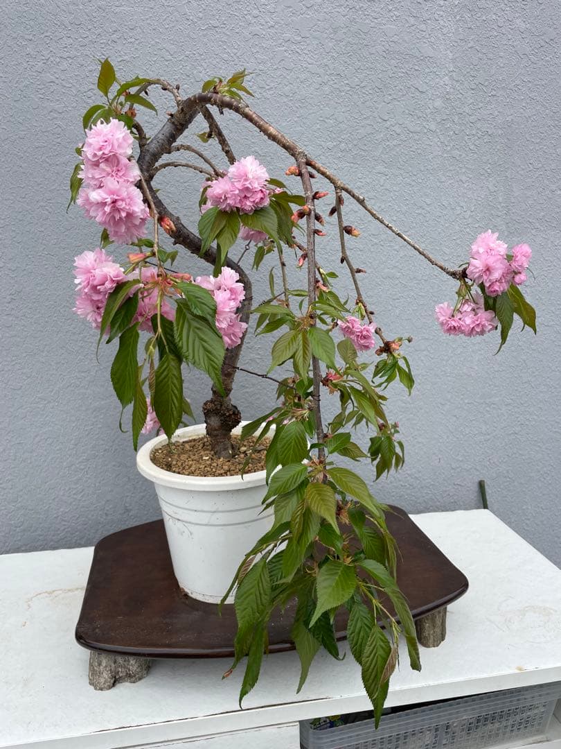 桜　菊枝垂れ桜