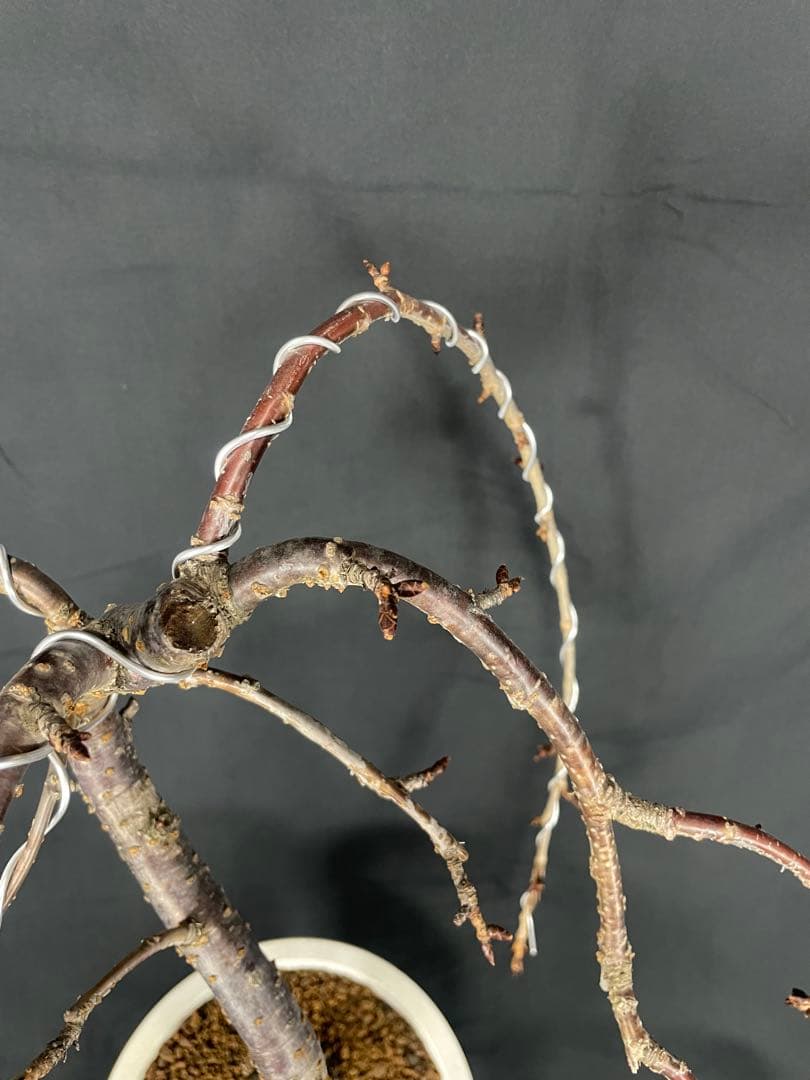 桜　菊枝垂れ桜