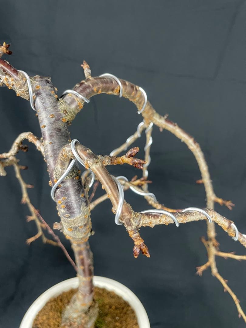 桜　菊枝垂れ桜