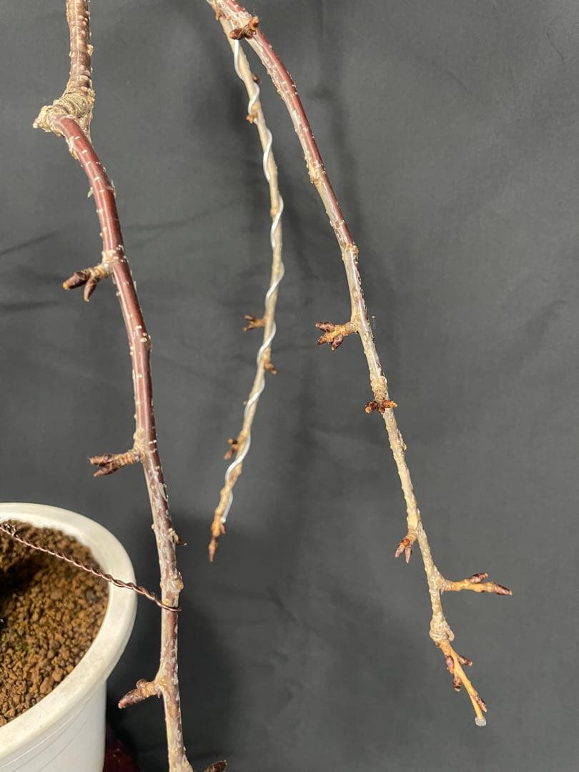 桜　菊枝垂れ桜