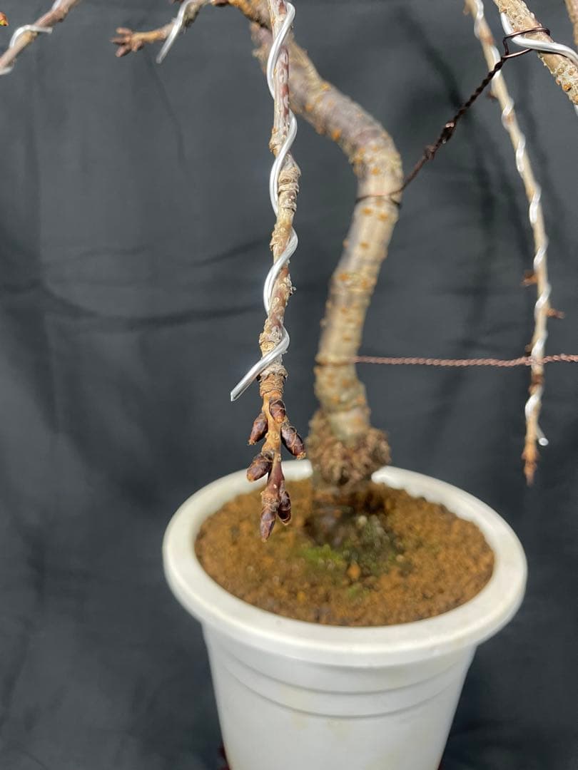 桜　菊枝垂れ桜