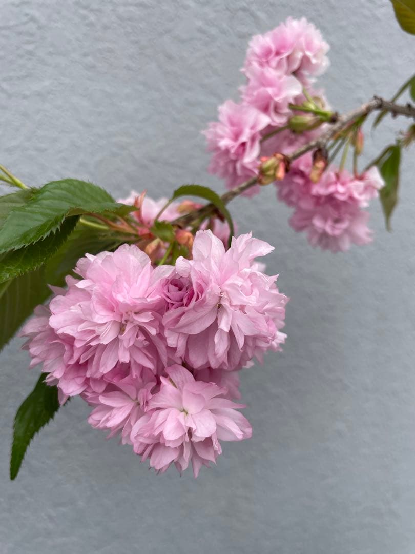 桜　菊枝垂れ桜