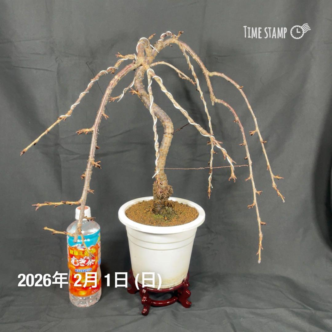 桜　菊枝垂れ桜