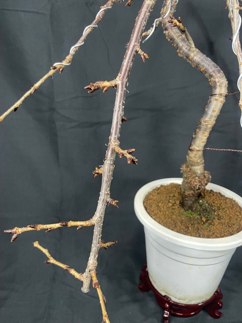 桜　菊枝垂れ桜