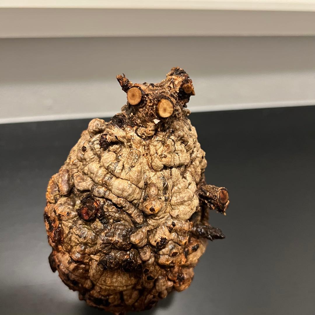 オペルクリカリア パキプス　現地発根株　発根管理中