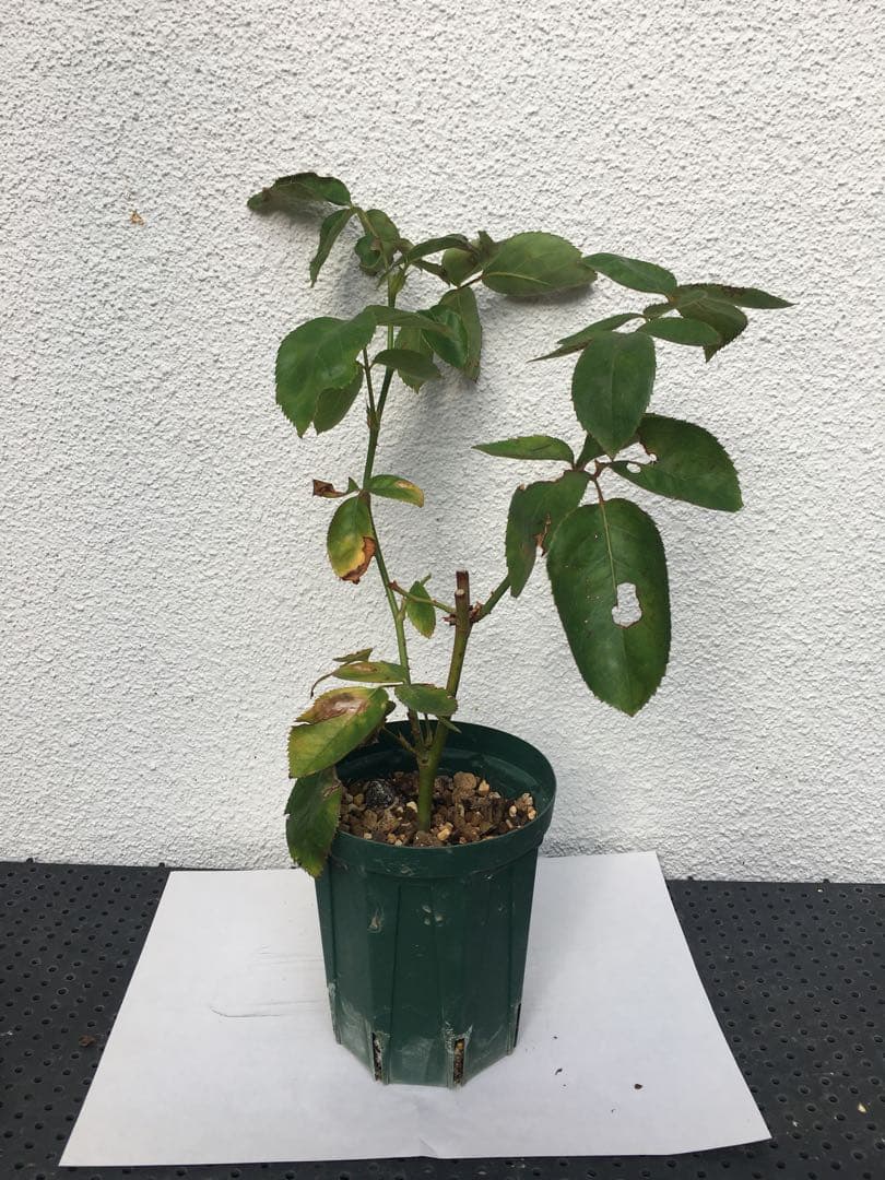 ろんしゃんさま専用　おまとめ３点バラ苗　切り花品種