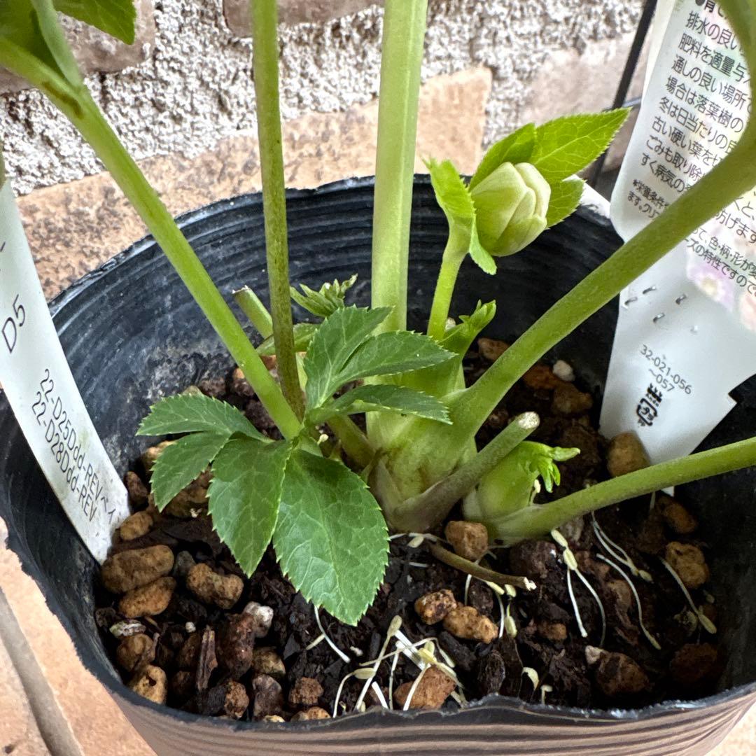 クリスマスローズ・冬牡丹