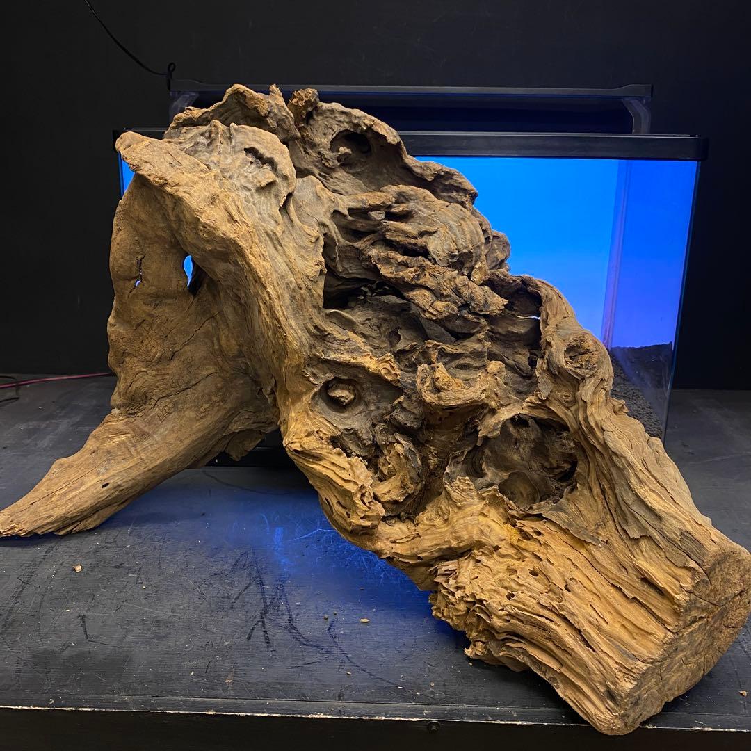 MRW-6266 特大天然流木　自立流木　1点物　枝流木　アクアリウム 爬虫類