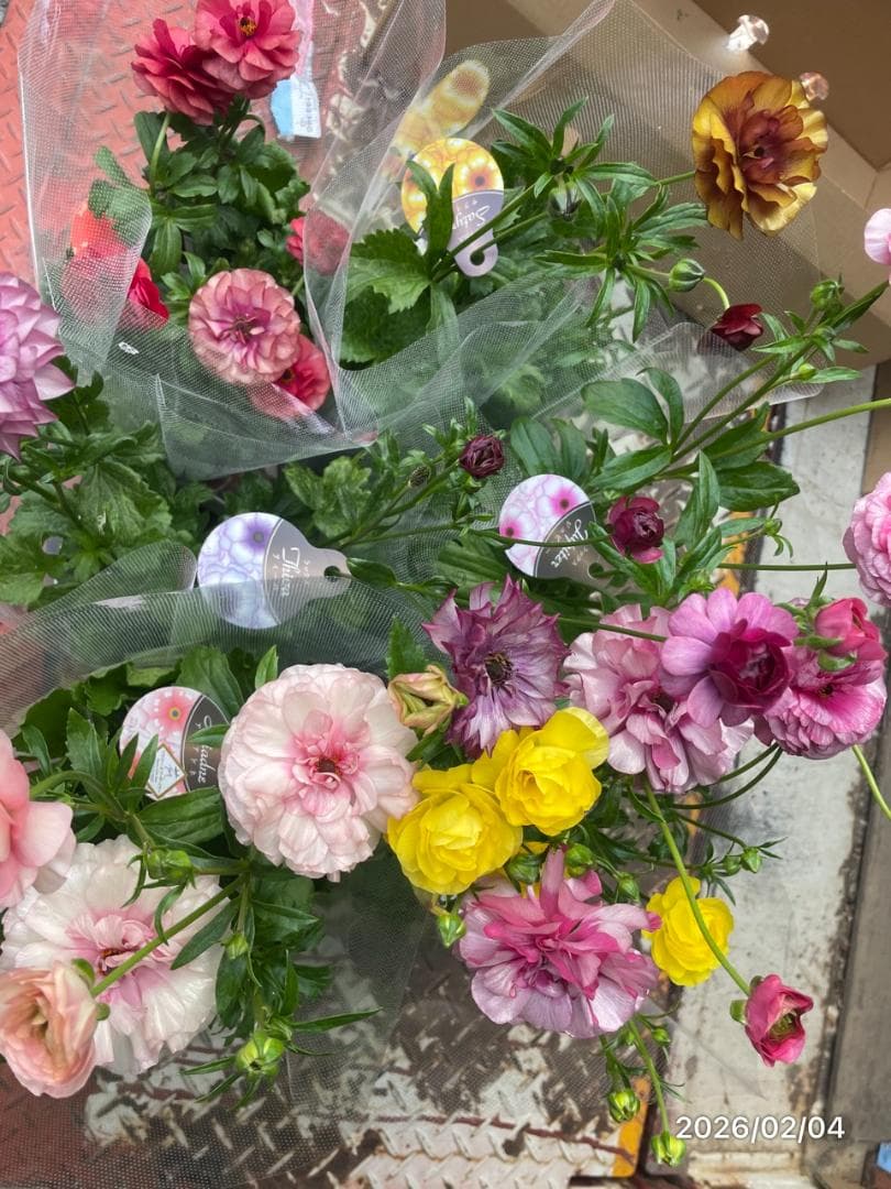 2/4　入荷商品　　　ラナンキュラス　ラックス　6種類　5号　化粧鉢