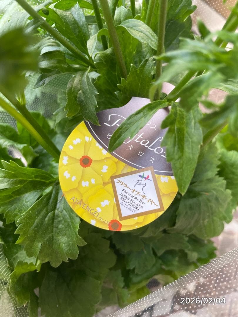 早い者勝ち!!　　　ラナンキュラス　ラックス　6種類　5号　化粧鉢