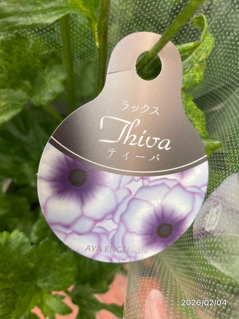 早い者勝ち!!　　　ラナンキュラス　ラックス　6種類　5号　化粧鉢