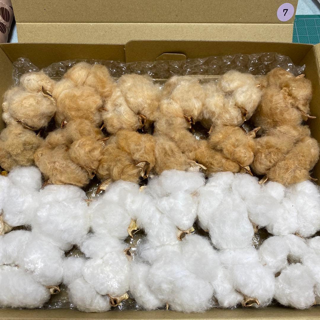 河内コレクション