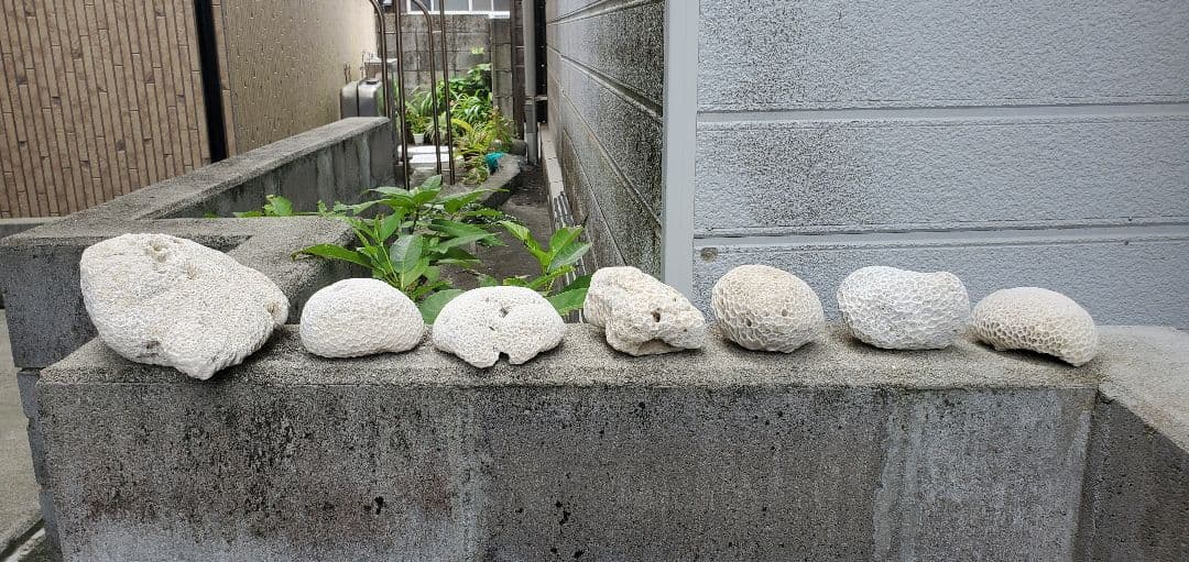 奄美群島産珊瑚 菊目石 天然珊瑚セット 海の宝石 ／貴重 インテリア オブジェ