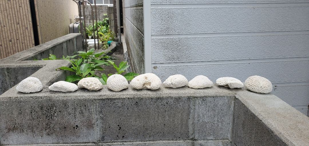奄美群島産珊瑚 菊目石 天然珊瑚セット 海の宝石 ／貴重 インテリア オブジェ