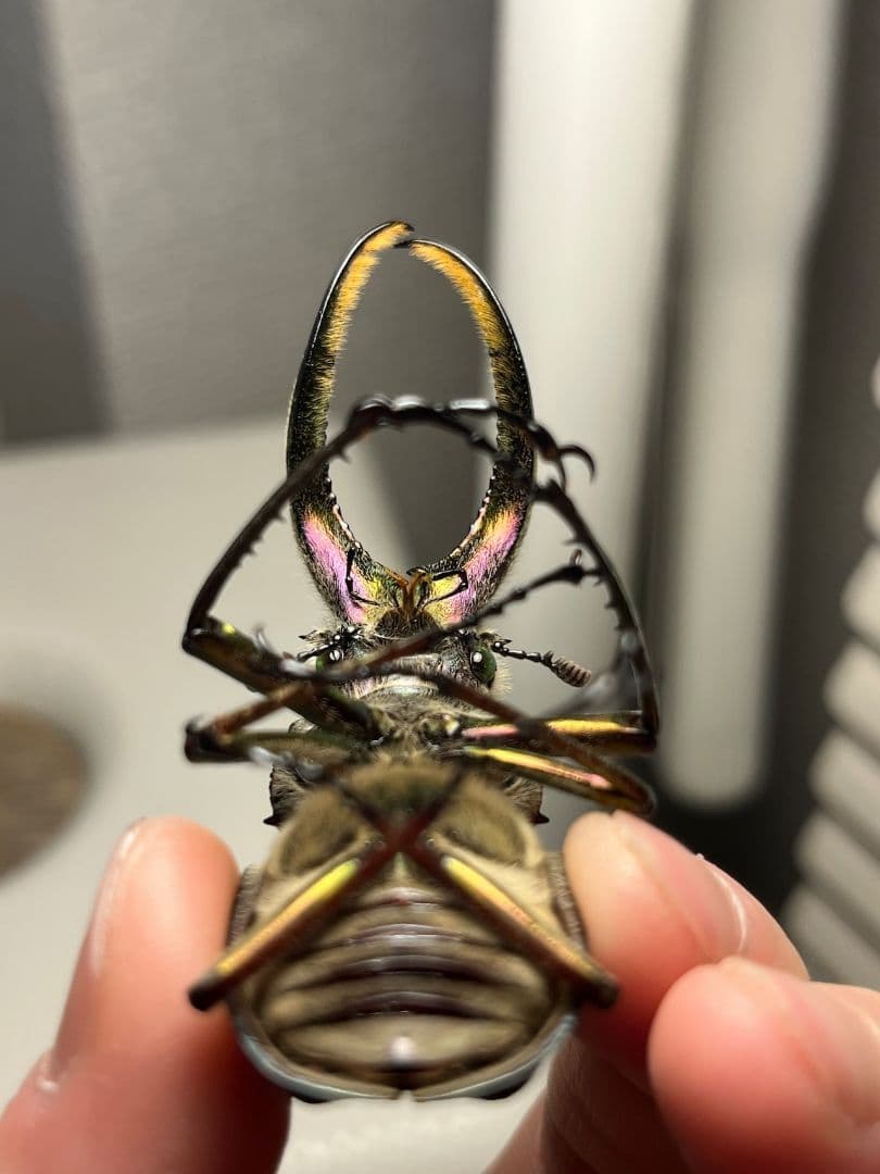 【顎裏PURPLE】ギガンテウスシワバネクワガタ 昆虫標本 ニジイロクワガタ