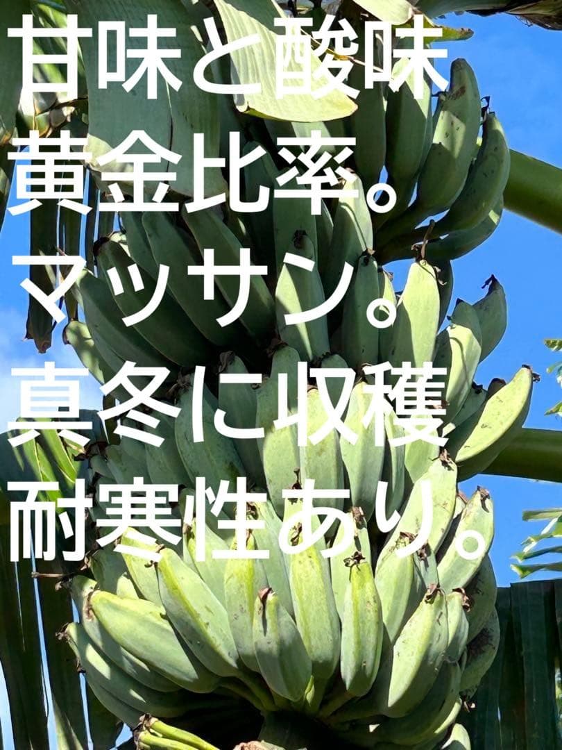 収穫用。251㎝巨大苗★ドワーフマッサンバナナ◆高糖。耐寒性強く初心者も栽培容易