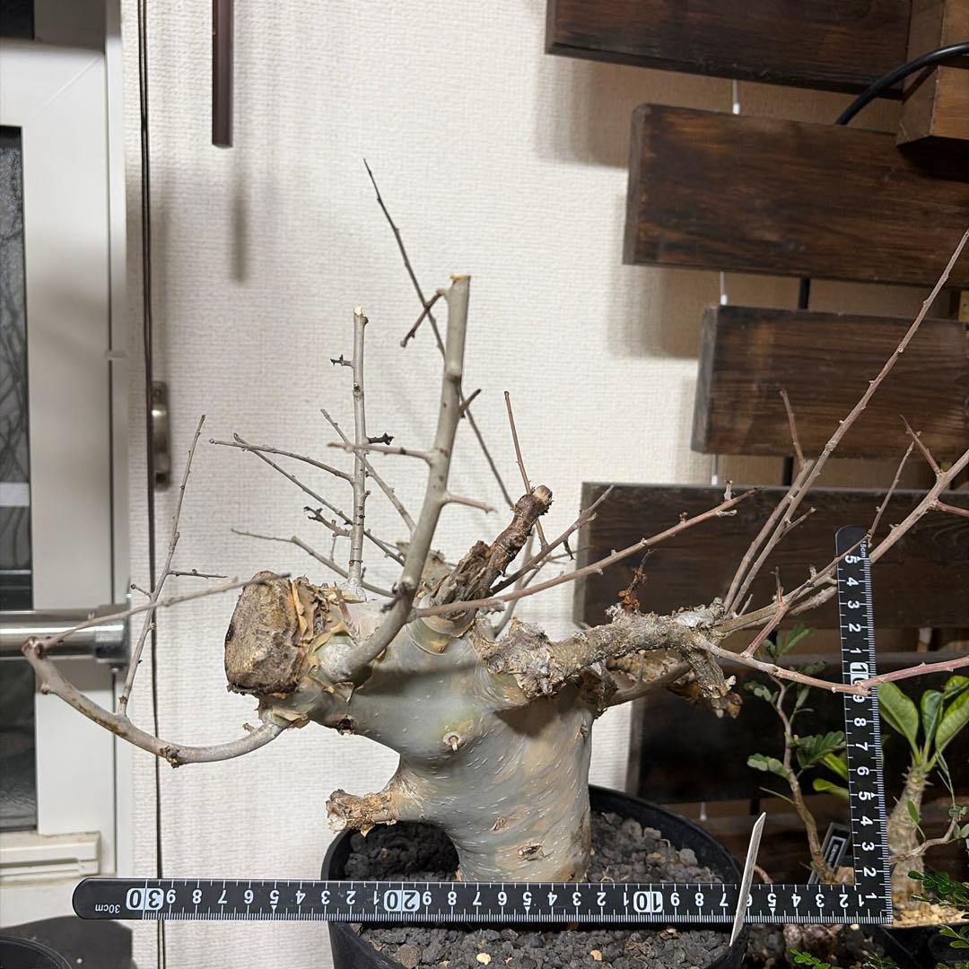 コミフォラ　カタフ　ターカネンシス