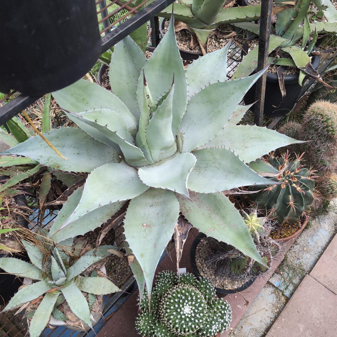 耐寒性　US株　80センチ　アガベ　オバティフォリア　斑?　抜き苗送料込み