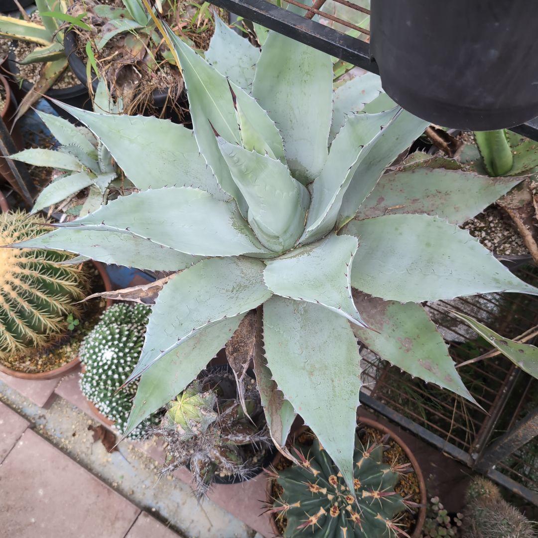 耐寒性　US株　80センチ　アガベ　オバティフォリア　斑?　抜き苗送料込み