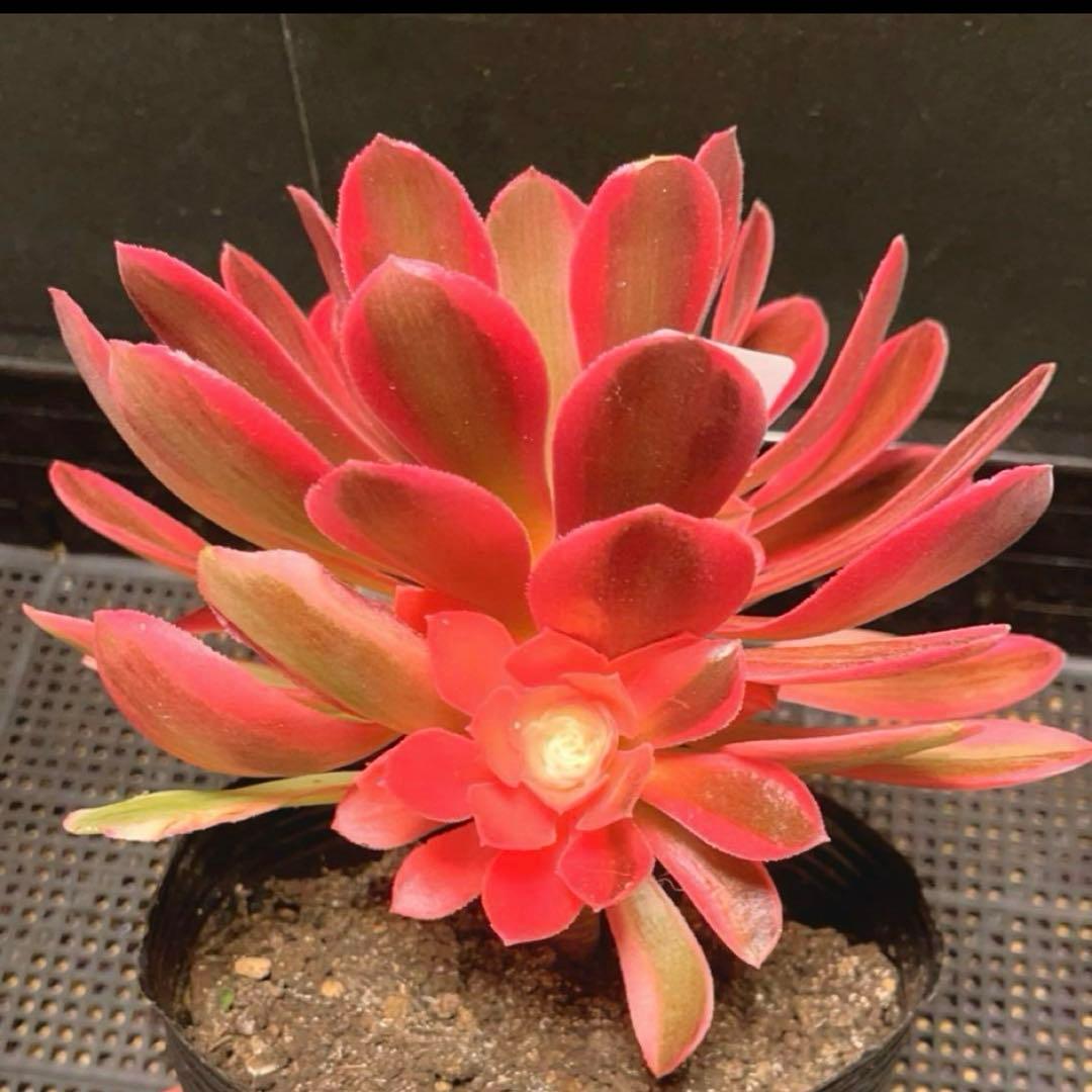 33 #多肉植物アエオニウム❤️香妃錦❤️1大頭2小頭20cm拔キ苗