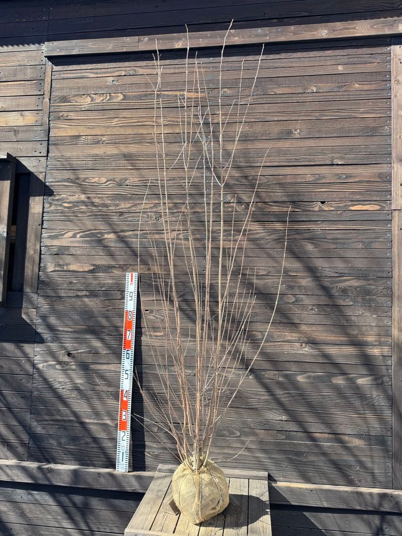 カツラ（桂）本株立ち【現品発送】管理 80050