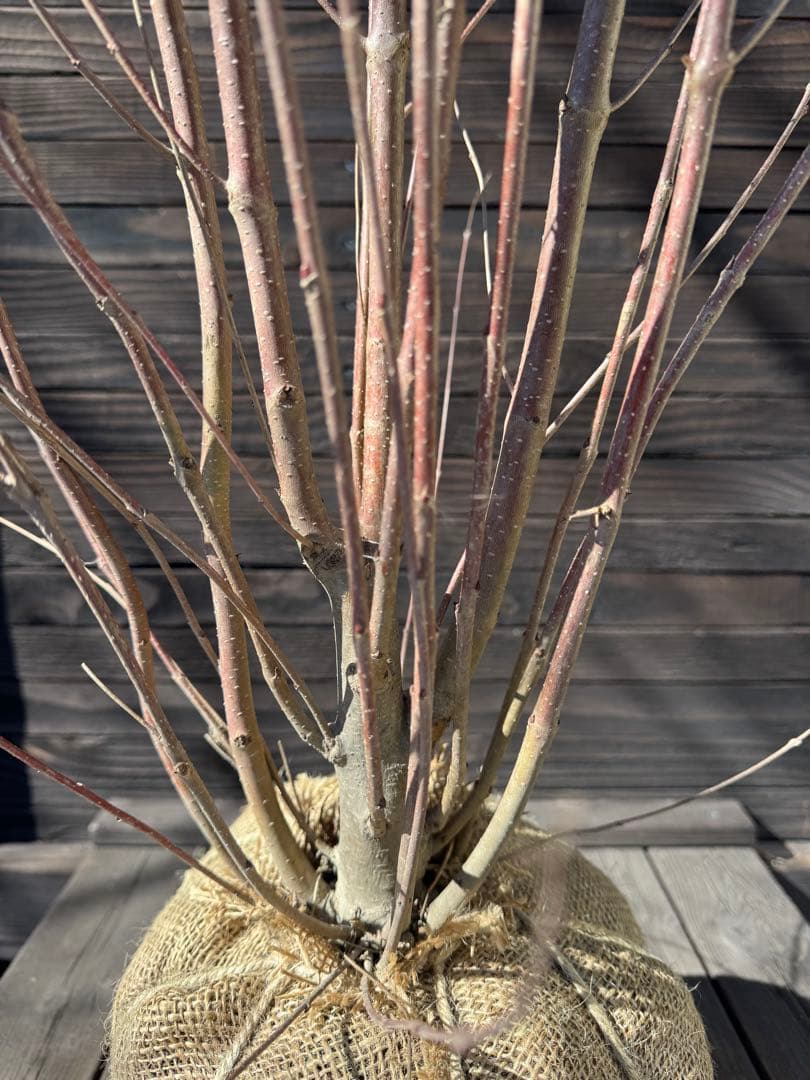 カツラ（桂）本株立ち【現品発送】管理 80050