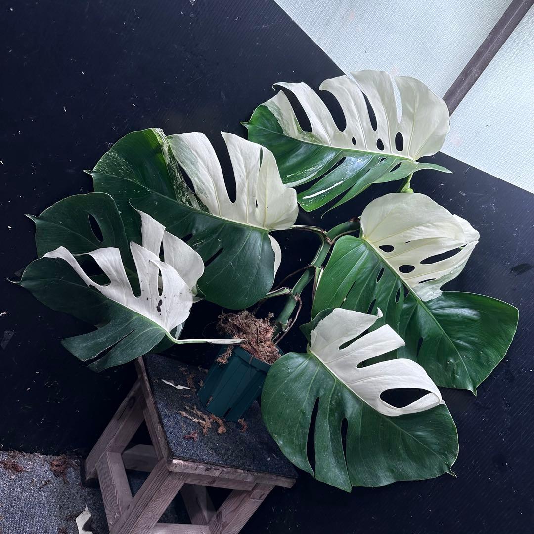 a*w様 モンステラ斑入りハーフムーンホワイトタイガー極美斑入り　　 79cm