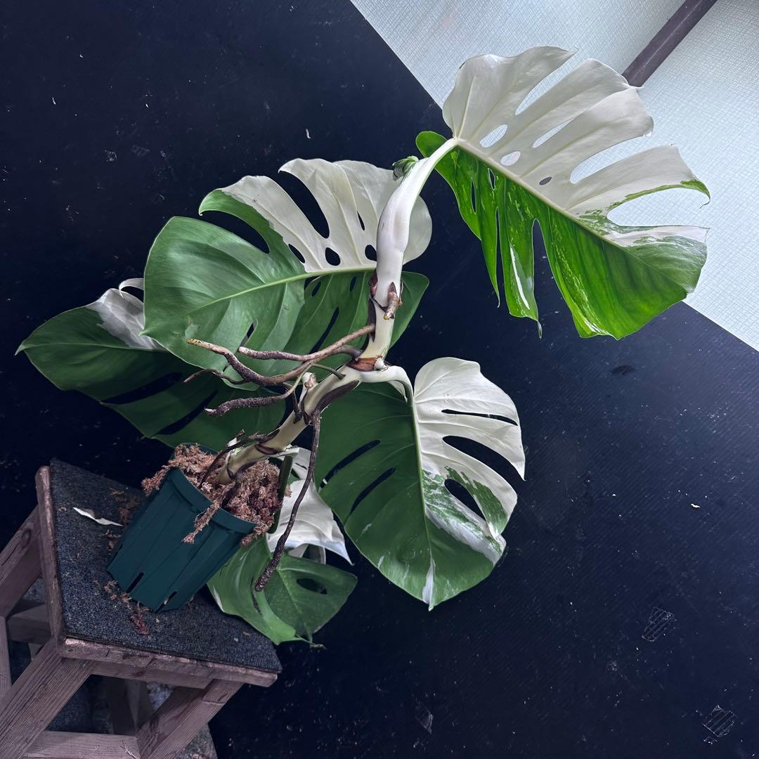 a*w様 モンステラ斑入りハーフムーンホワイトタイガー極美斑入り　　 79cm