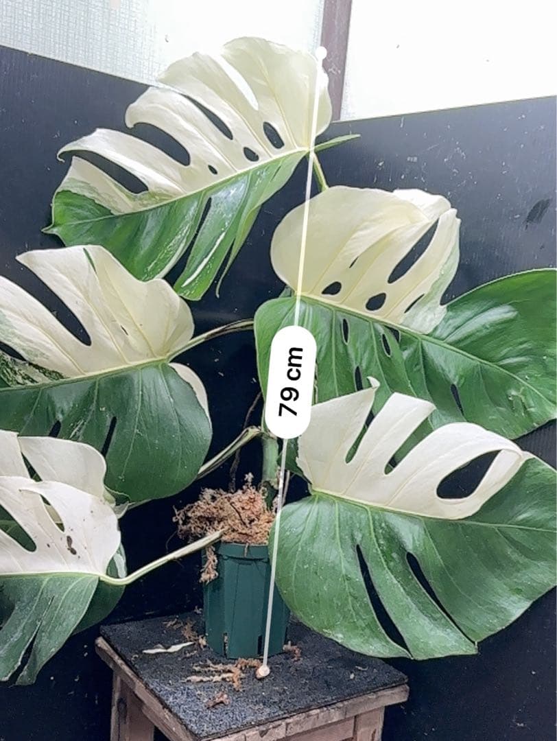 a*w様 モンステラ斑入りハーフムーンホワイトタイガー極美斑入り　　 79cm