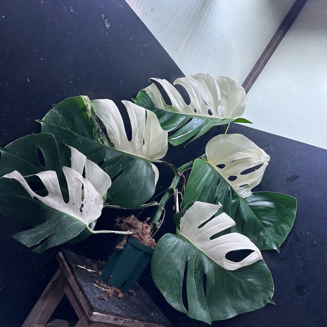 a*w様 モンステラ斑入りハーフムーンホワイトタイガー極美斑入り　　 79cm