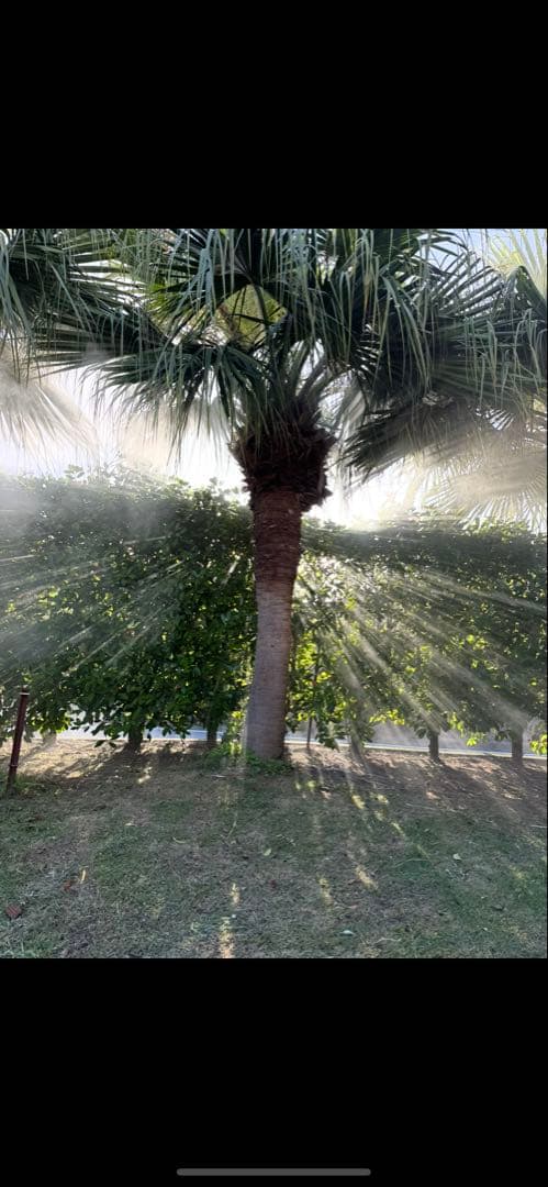 ヤシの木　ビロウヤシ