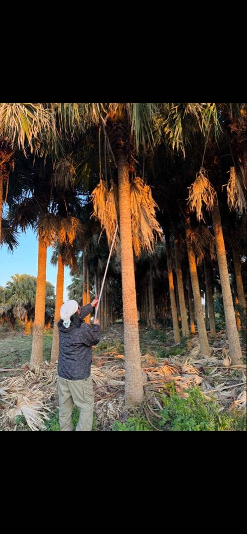 ヤシの木　ビロウヤシ