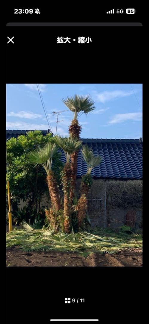 ヤシの木　ビロウヤシ