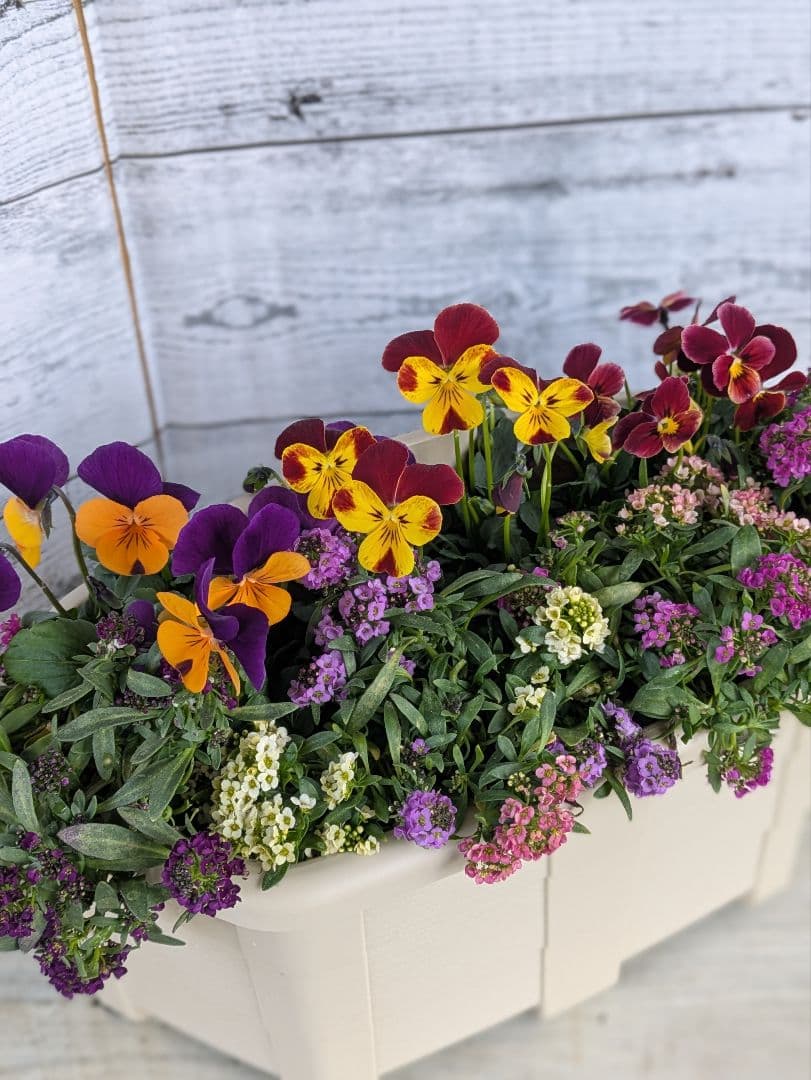 ローズガーデン【現品・鉢まま出荷】季節の寄せ植え3点＆ビオラのセット