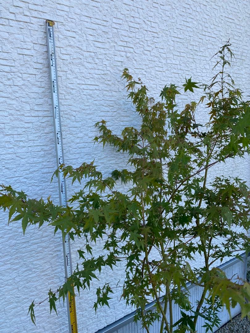 イロハモミジ② ５本立ち