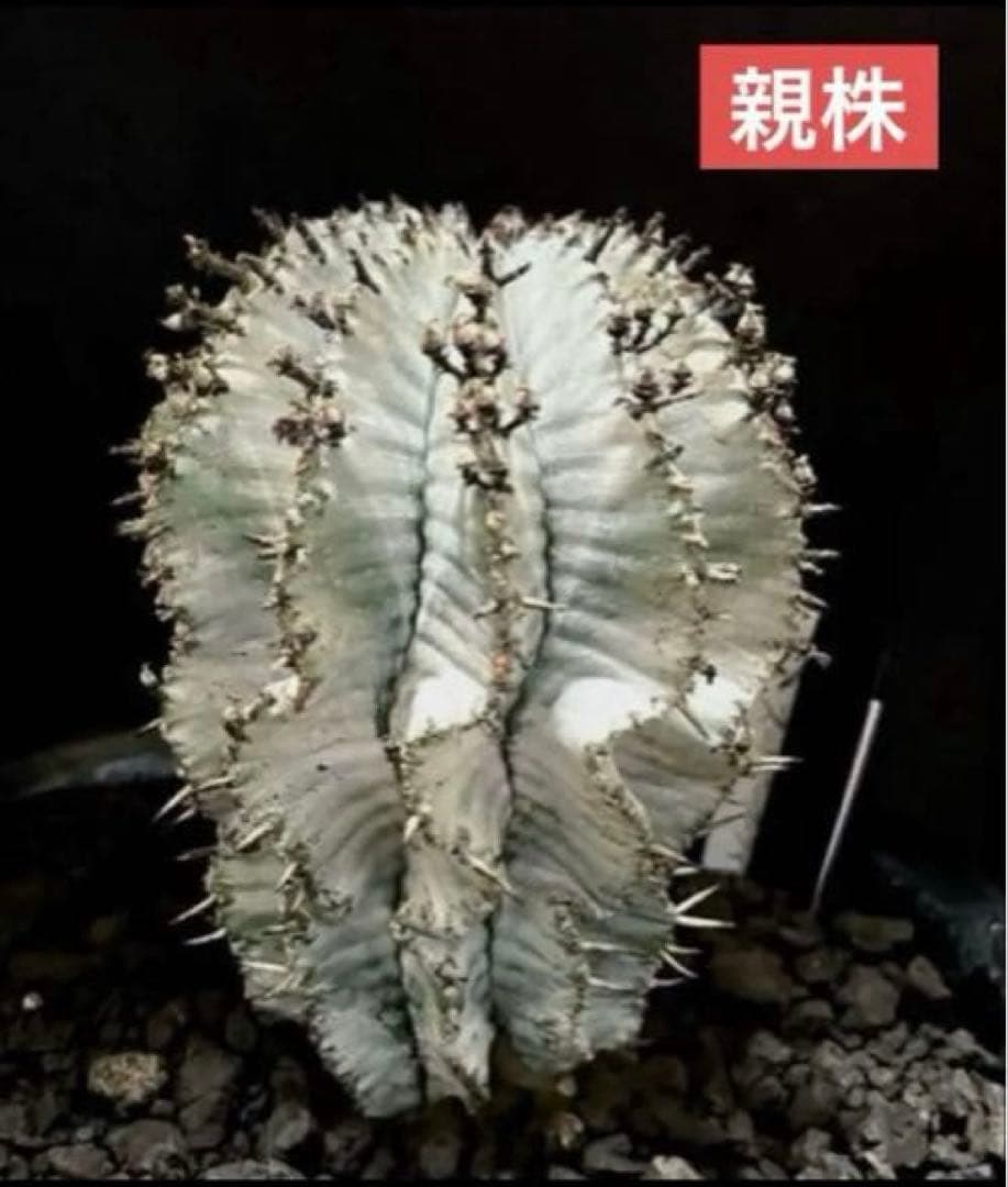 翠*緑様 ユーフォルビア ホリダ スーパーホワイト 極白 SSSランク カキ子