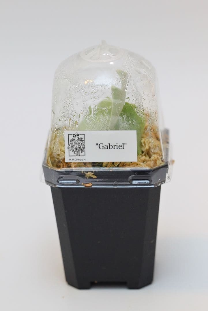 ビカクシダ P.Willincky Gabriel