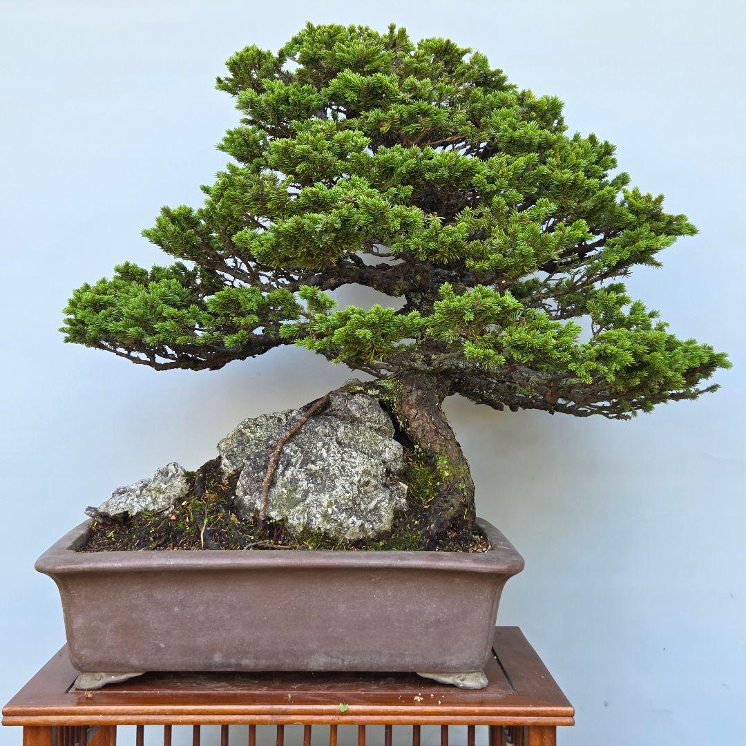 蝦夷松　(八房)　[石付き模様木]　大品盆栽