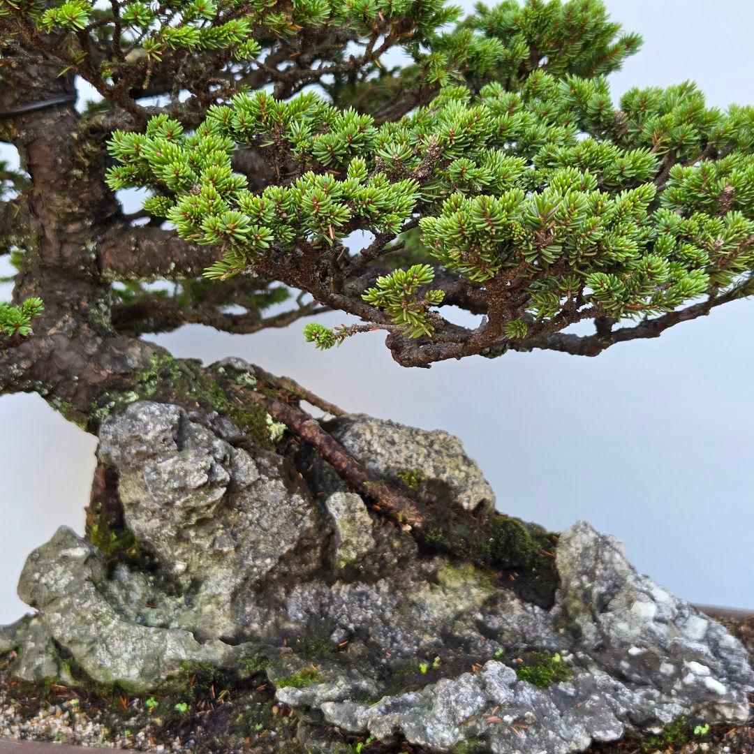 蝦夷松　(八房)　[石付き模様木]　大品盆栽