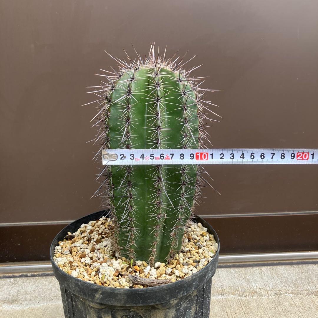 【#25096】弁慶柱　カルネギアギガンティア