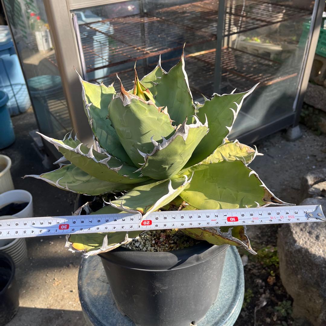 特大　アガベ オアハカ　オテロイ