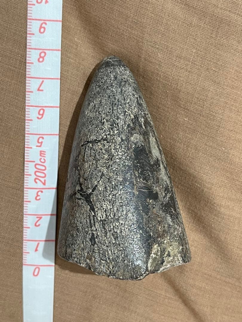 博物館級 最恐 古代クジラ リヴィアタンメルビレイ 歯 化石 鉱物標本