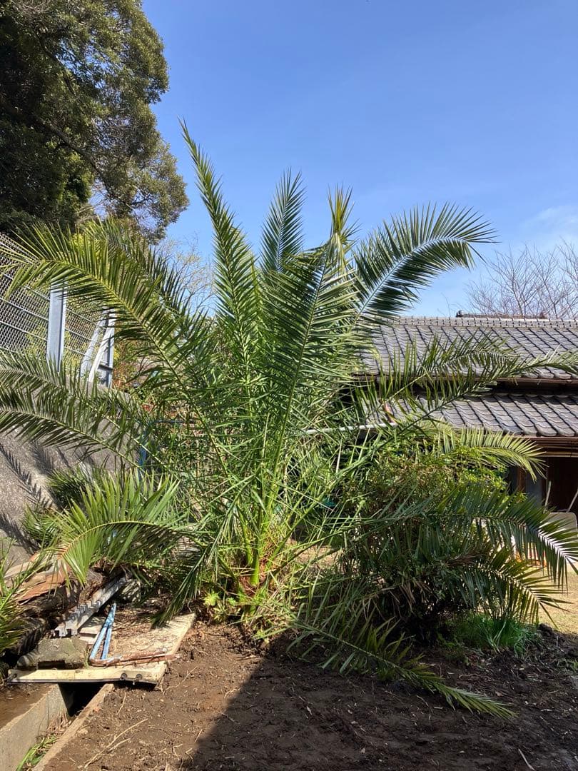 カナリーヤシ 〜引き取り可能な方限定〜