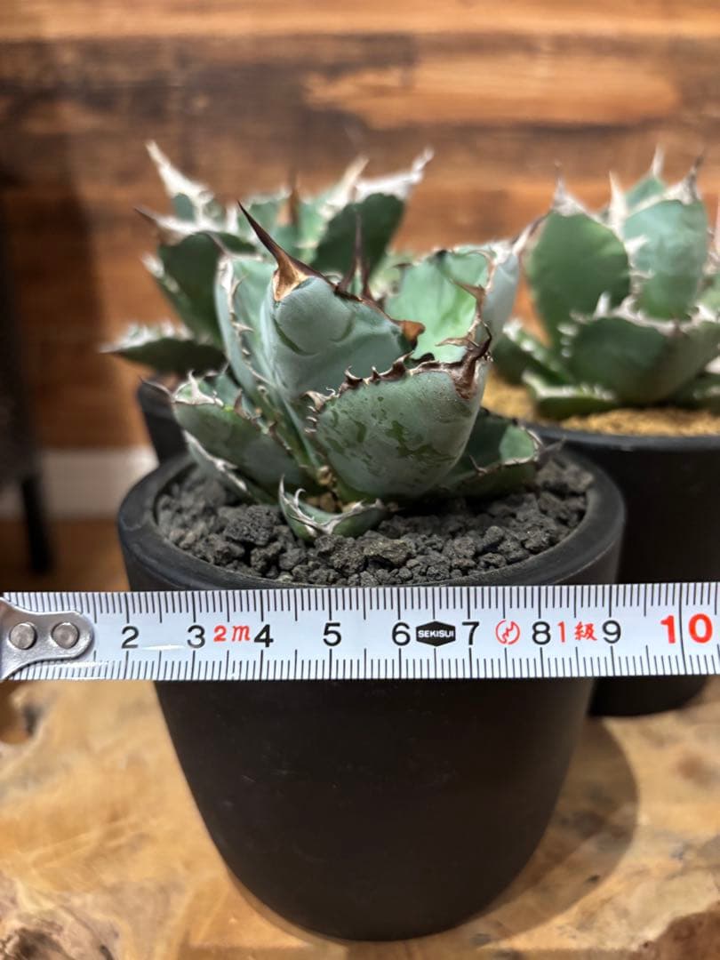 アガベ 白火焔 SAD 南アフリカダイアモンド BB ３点セット