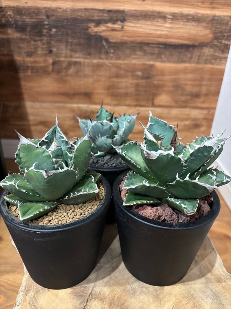 アガベ 白火焔 SAD 南アフリカダイアモンド BB ３点セット