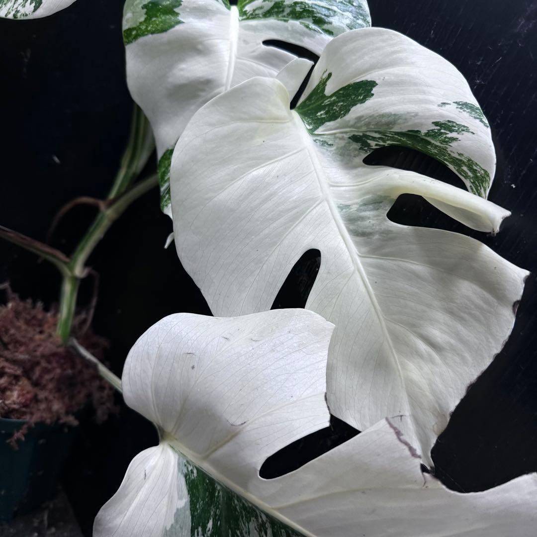 わ*か様 斑入りモンステラ ホワイトタイガー極美大株53cm白斑多