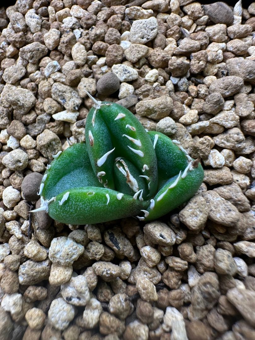 亀*ん様 アガベ　達磨　dennis000 発根済み子株